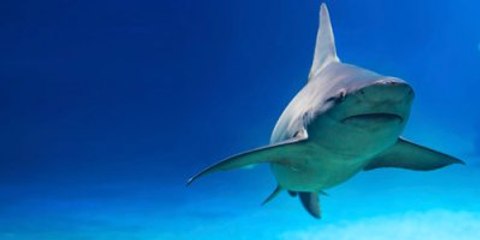 Köpek Balıklarının Kişilikleri Olduğu Ortaya Çıktı