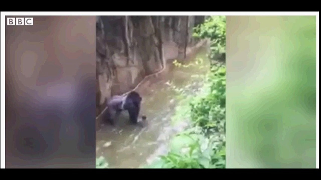 Cincinnati zoo gorilla  shot dead as boy falls into enclosure