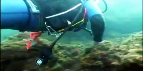 Most intelligent Mimic Octopus in the world