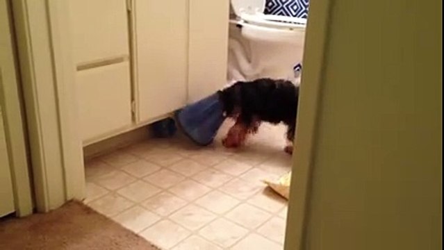 Ce pauvre chien n'arrive pas à choper son jouet et devient fou à cause de son cone