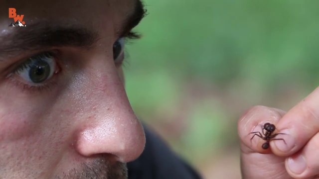 Cette fourmi coupe-feuille peut vous taillader le doigt très facilement
