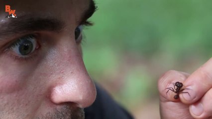 Cette fourmi coupe-feuille peut vous taillader le doigt très facilement