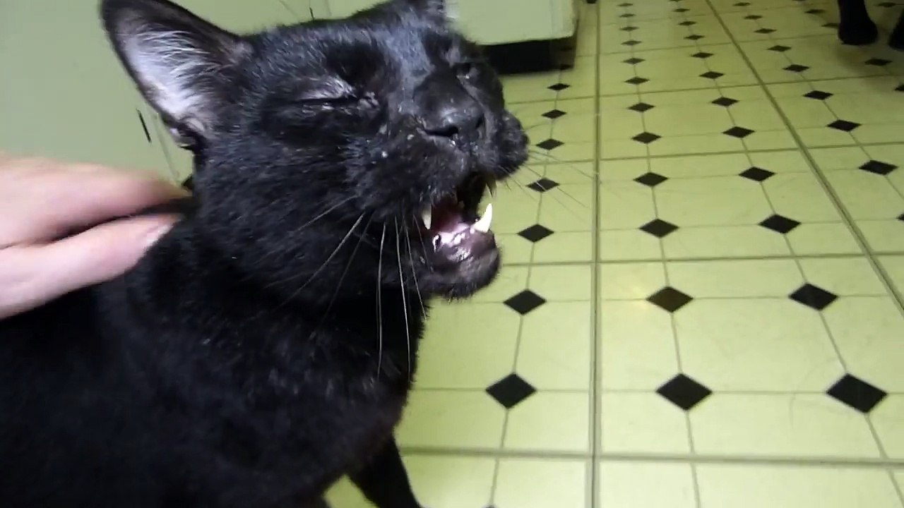 Talking Kitty Cat 49 - Kittens vs. Vacuum