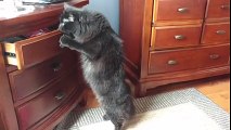 Quand le chat trouve la planque à friandises