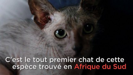 Faites la connaissance du chat-garou, une race rare