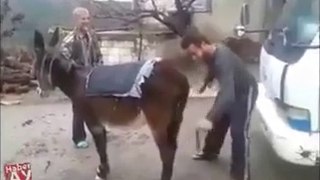 very funny donkey