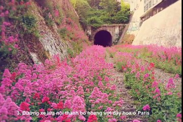 Sức sống kỳ diệu của thiên nhiên