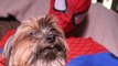 Spiderman vs Venom! Spidey's Dog Kidnapped -  in Real Life Superhero Movie!! (1080p 60fps)