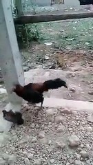 Whatsapp - Bird vs Cock fight