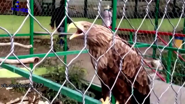 Best COUB. Подборка недели #72