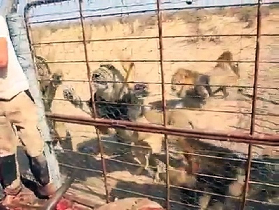 Feeding lions
