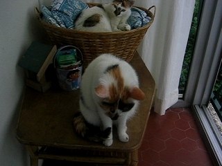 Divers Mai-juin2007 049