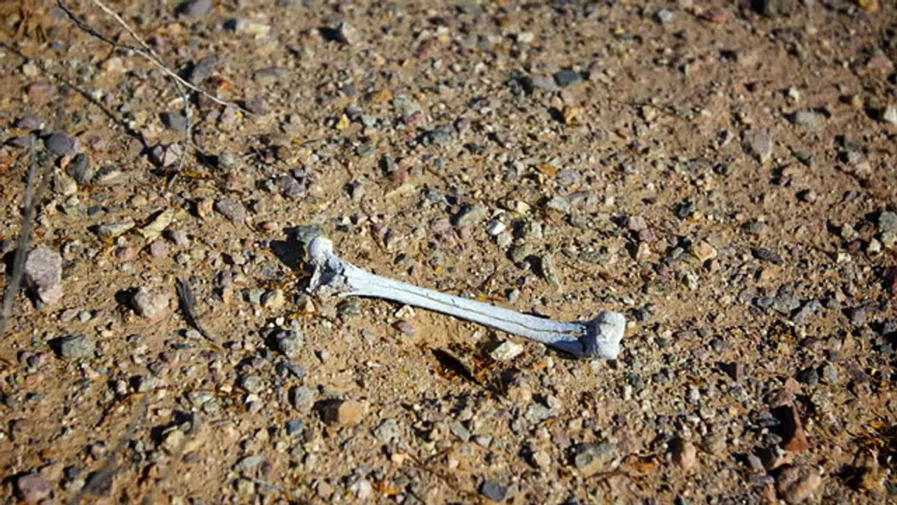 Bone Break Crack Sound Effects