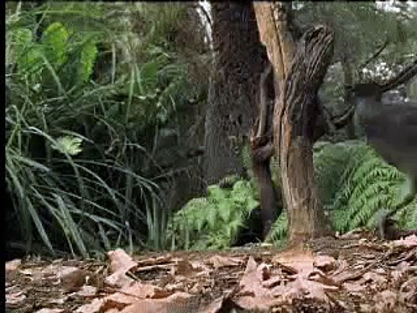⁣Amazing! Bird sounds from the lyre bird - David Attenborough  - BBC wildlife