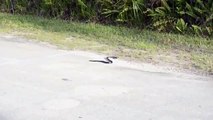 Yılan Felç Geçiriyor (Kalp krizi geçiren yılan !)Snake had a heart attack!