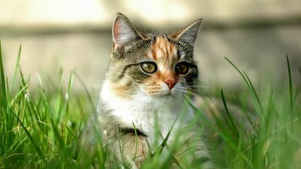Cat Sound Effects