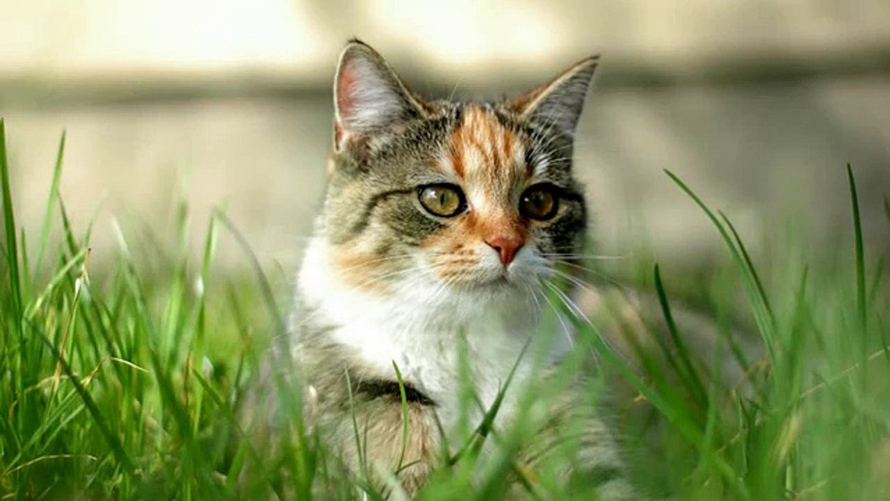 Cat Sound Effects