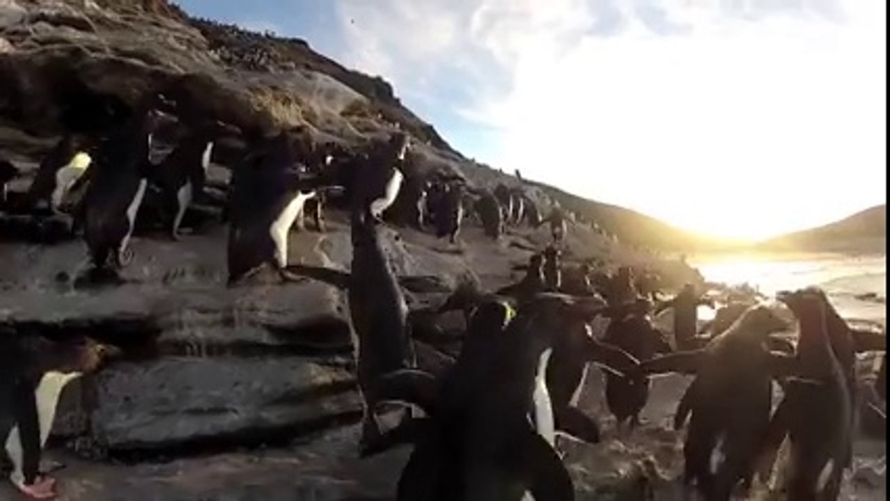 Des pingouins et manchot pas très habiles - Compilation