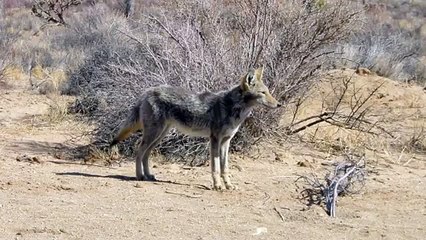 Coyote Howling Sound Effect