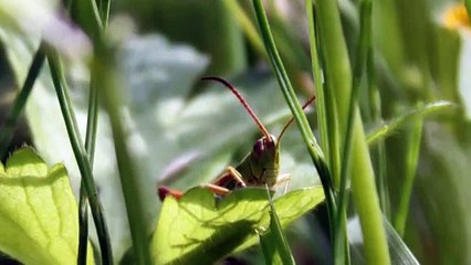 Crickets Ambiance Sound Effect