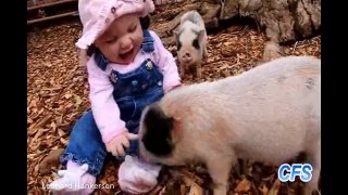 Pig Documentary National Geographic - BEST Pig Documentary For Kids 2015