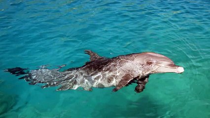 Dolphin Noise Sound Effects