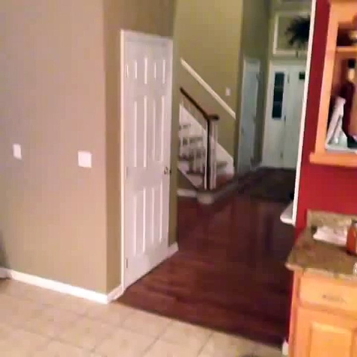 Cute dog headbutts a door