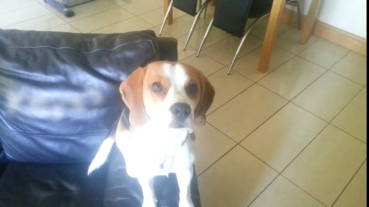 Cute dog helps human to find a keys