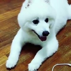 Cute Dog howling attempt fail