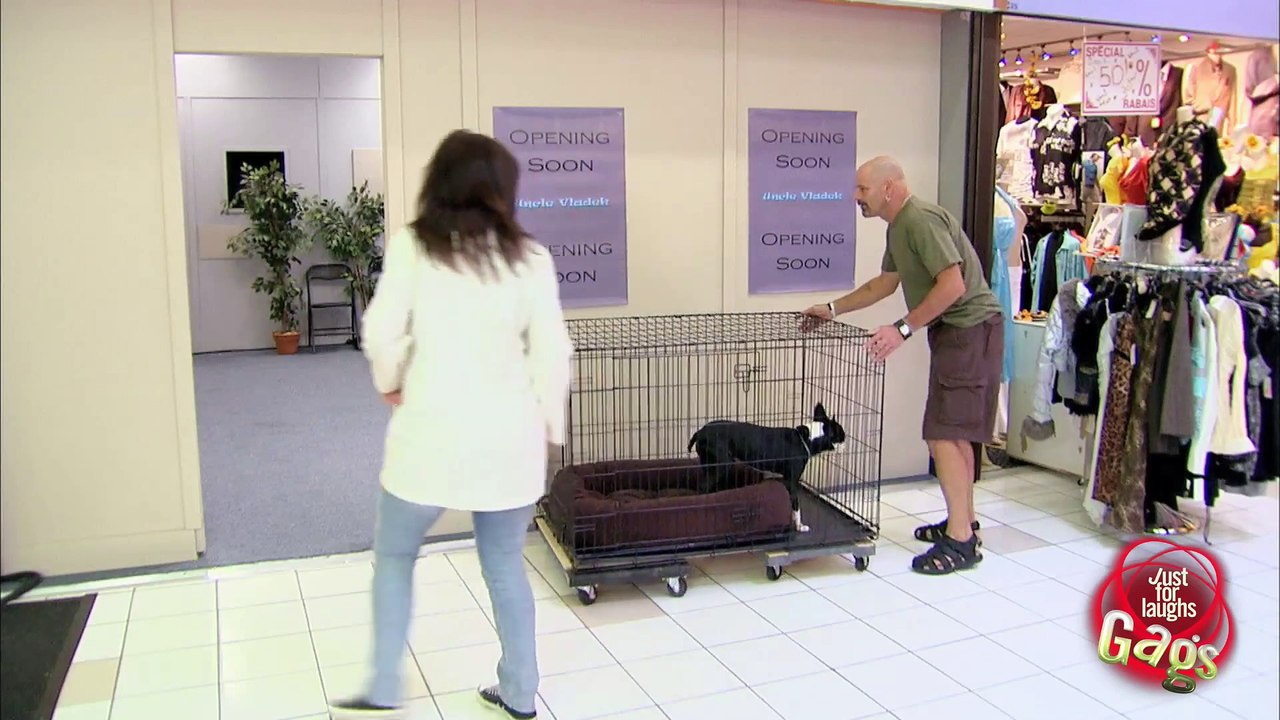 Cute Dog In Shrinking Door Prank