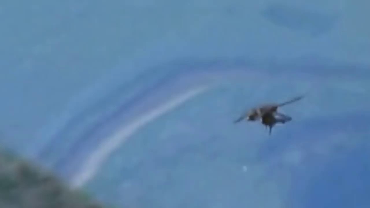 Falcon vs Pigeon - Falcon Attack Pigeon