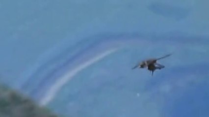 Falcon vs Pigeon - Falcon Attack Pigeon