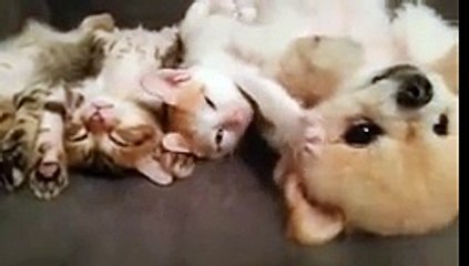 Cute dog not moving a muscle with 3 sleeping kittens!