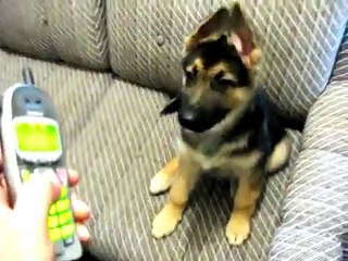 Cute dog got Confused.