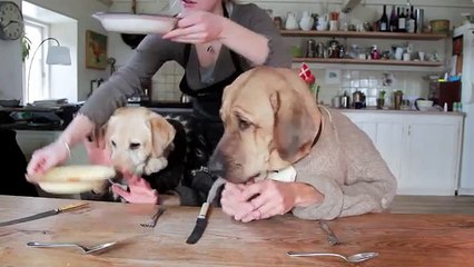Due Cani a Pranzo - Tra Bon Ton e Galateo