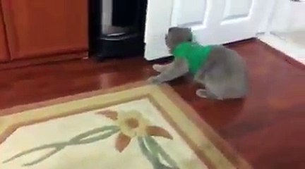 Tshirt giyen scotish fold kedinin tepkisi