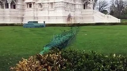 Awesome Pecock waving his Feathera":