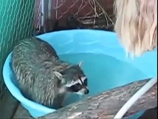 Енотоводные процедуры. Смешные приколы еноты