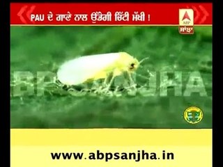 PAU releases audio-video clip to aware cotton farmers, will it work?