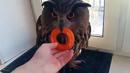 Жадина-совядина. Смешные приколы совы