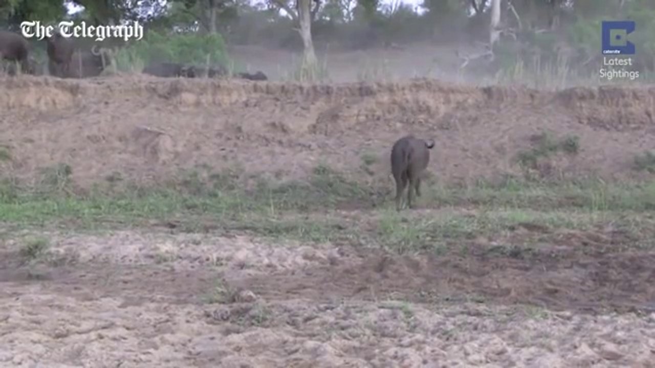 New folder Buffalo miraculously escapes from five lions