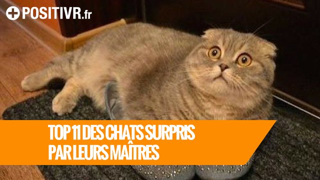 TOP 11 des chats surpris par leurs maîtres