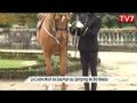 Magnifique spectacle équestre au Jumping de Bordeaux