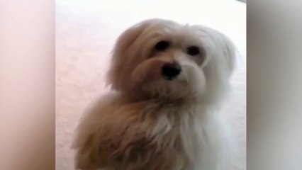Dog Puts Paws Up for a Treat - funny video