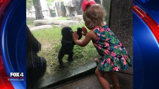 Baby gorilla, little girl share cute moment at Fort Worth Zoo