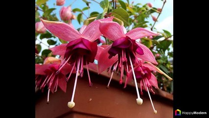 60+ Фото Фуксия домашняя — посадка и грамотный уход