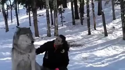 Мой лудший Друг Волк