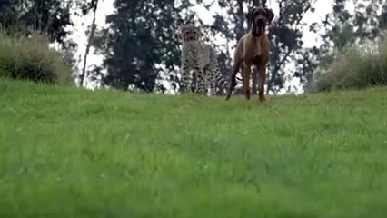 Лучшие друганы везде нужны