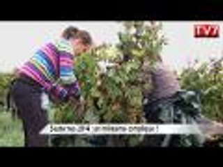 Vendanges à Sauternes