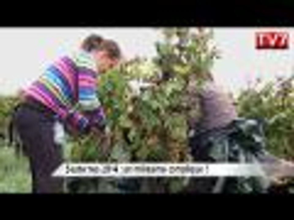 Vendanges à Sauternes